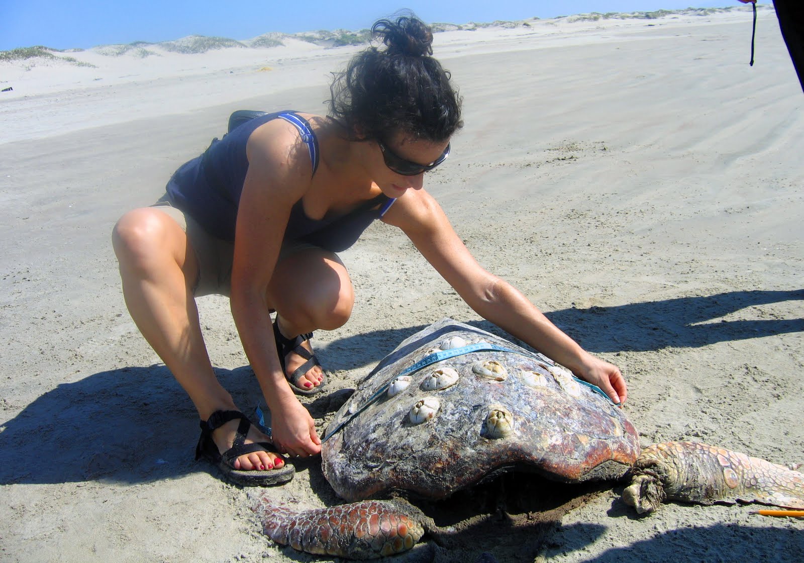 POSTBAC News: Preveterinary Student Helps Restore Sea Turtle ...
