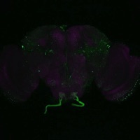 adultbrain