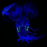 larval