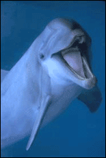 Dolphin at NYC Aquarium