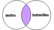 moths AND butterflies