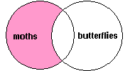 moths AND butterflies