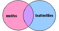 moths AND butterflies