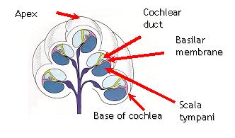 cochlea
