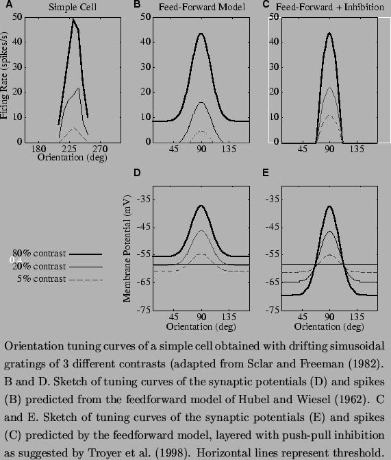 \begin{figure}\centerline{\epsfxsize=5.0in \epsfbox{/home/ken/papers/ferster/Fig...
...ed by
\citet{Troyer_etal98}. Horizontal lines represent threshold.
\end{figure}