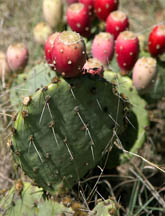 nopal y tunas
