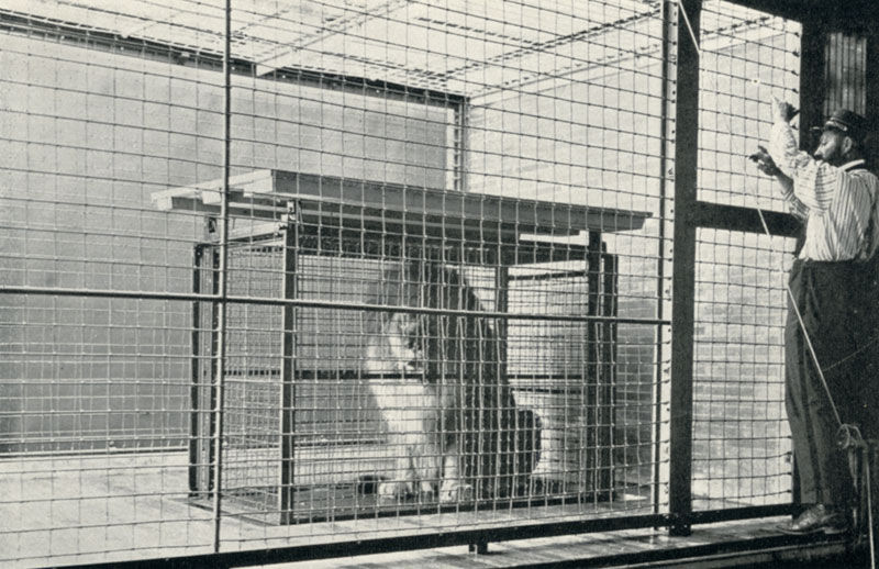 Lion inside shift cage