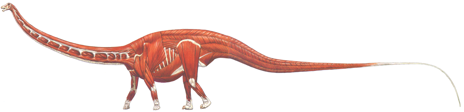 Seismosaurus Chapter 2