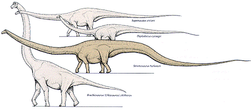 Brontosaurus vs brachiosaurus