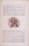 Dicranurus