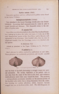 Coelospira