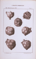 plate 1 Chazy fossils