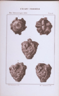plate 2 Chazy fossils
