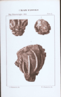 plate 3 Chazy fossils