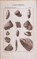 plate 4 Chazy fossils