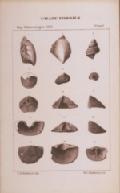 plate 5 Chazy fossils