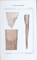 plate 6 Cephalopods