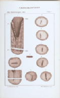 plate 7 Cephalopods