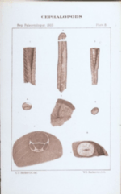 plate 8 Cephalopods
