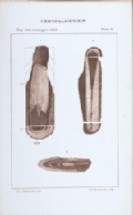 plate 9 Cephalopods