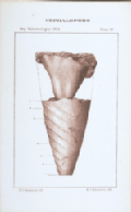 plate 10 Cephalopods