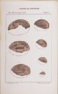 plate 11 Cephalopods