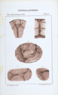 plate 12 Cephalopods