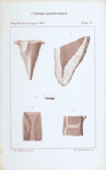 plate 13 Cephalopods