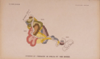 plate 24 Scheme of terraces