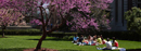 Students study outside on a warm spring day.