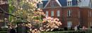 Dogwood blossoms in the sunlight near Buell Hall.
