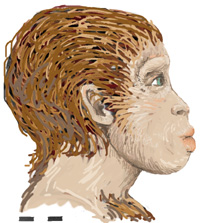 Australopithecus Afarensis And Tools