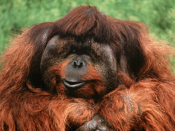 orangutan.gif