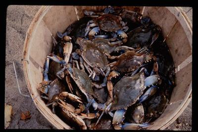 Blue Claw Crabs