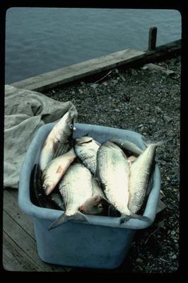 Shad in a Bucket