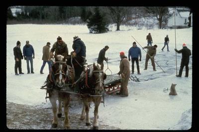 Horses and Sleigh