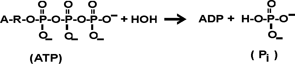 adenosine triphosphate,