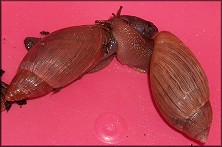 Snail Sex