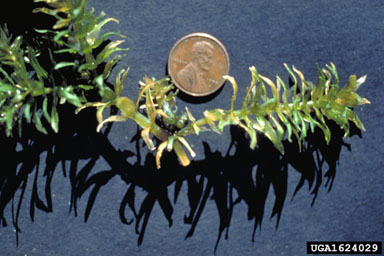 Hydrilla verticillata