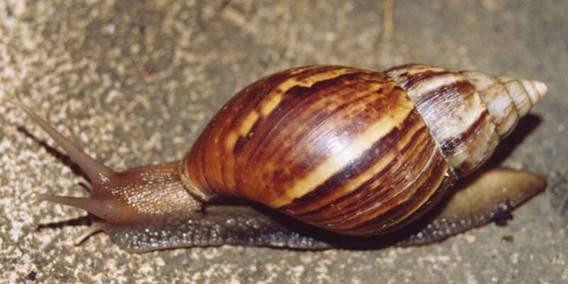 african snail