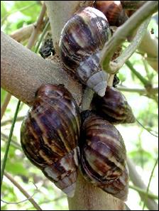 Giant African Land Snail