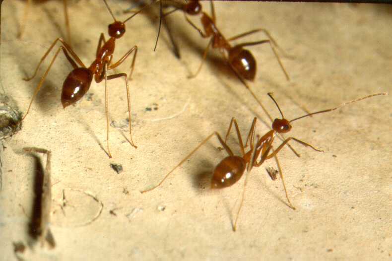 Invasion Biology Introduced Species Summary Project Columbia University