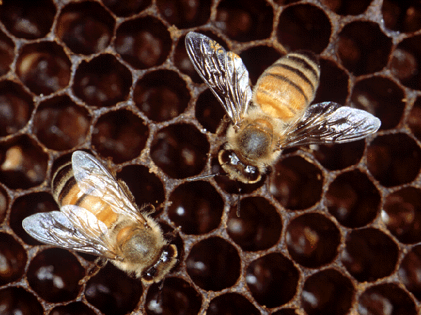 Africanized Honey Bee Identification & Behavior