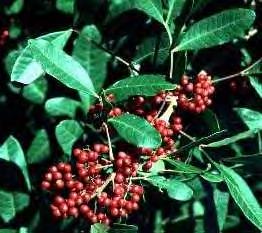 Christmas berry