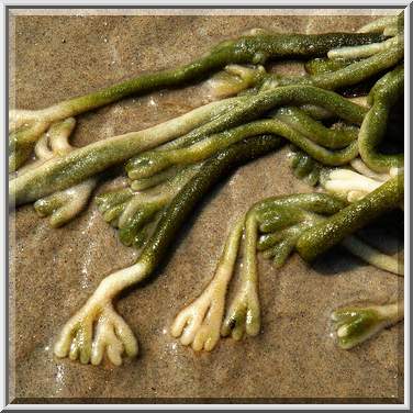 Dead Man's Fingers, close-up