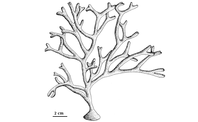 drawing of Codium fragile