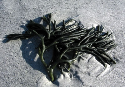 This is a picture of Codium fragile on a beach in Massachusetts