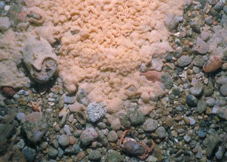 Image 1 Sea squirt on sea bed (31784 bytes)
