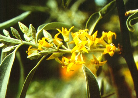 The Symbolism of the Olive Tree - The Flower Writer