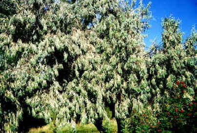 Autumn Olive - Invasive Species & How to Control It